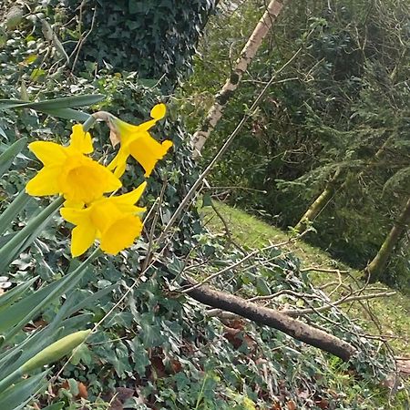 Ballyhoura Mountain Lodges Ballyorgan Εξωτερικό φωτογραφία