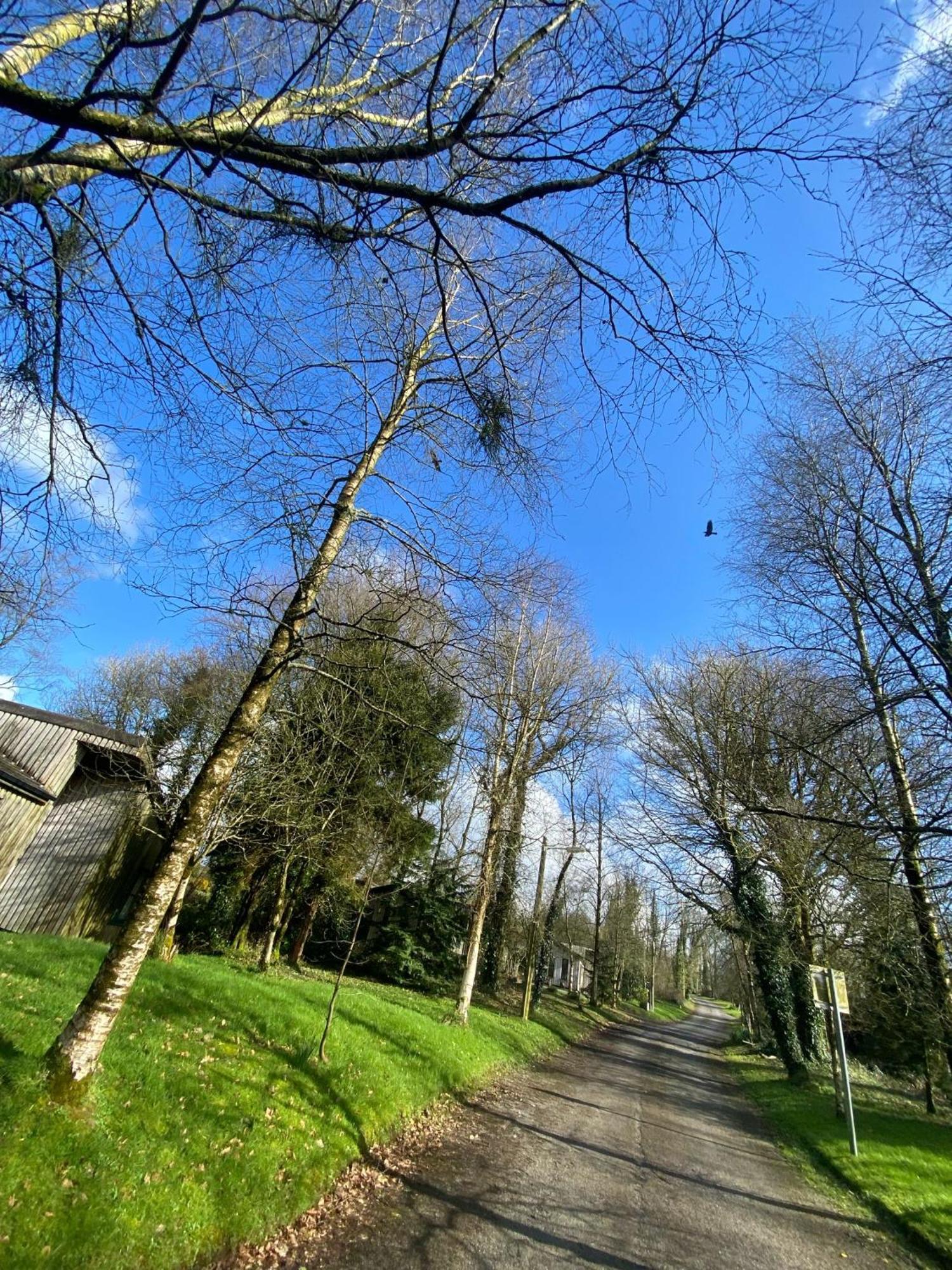 Ballyhoura Mountain Lodges Ballyorgan Εξωτερικό φωτογραφία